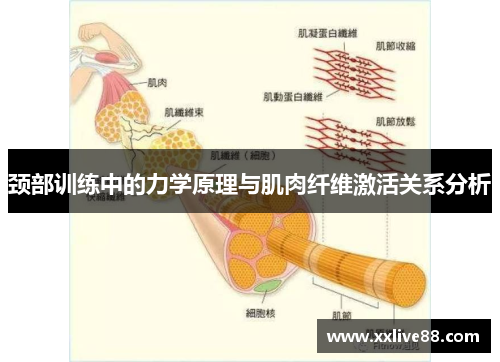 颈部训练中的力学原理与肌肉纤维激活关系分析